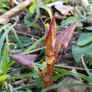 Foto jonge Japanse duizendknoop