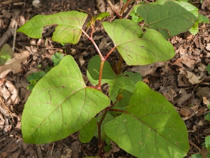 Foto Japanse duizendknoop