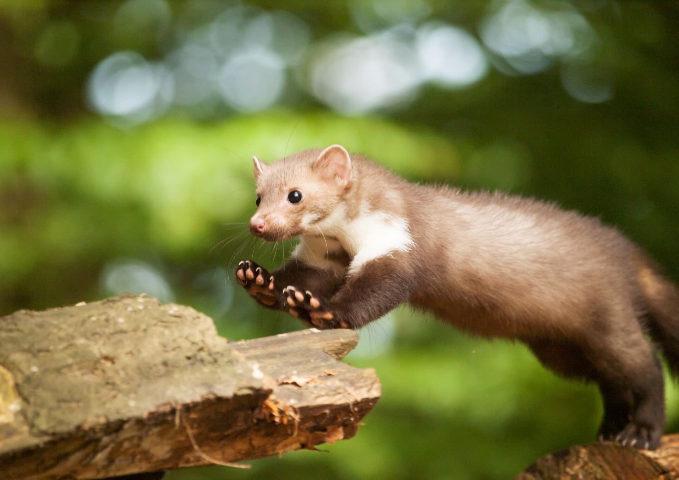 Steenmarter buiten bij stapel hout